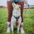 trail_quest_leash_rp_setting_1.webp