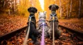 line_harness_5_0_rp_mood_1.webp