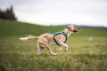 Rush-harness-teal-4501-4508-18-lifestyle.jpg