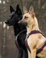 Line-harness-5.0-purple-2151-2158-30-lifestyl.jpg