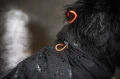 TrekkingRaincoat_Black_3273-3283_15_Lifestyle.jpg