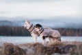 WoolJacket_Beige_3257-3267_05_Lifestyle.jpg