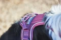RambleHarness_purple_lifestyle.webp
