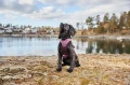RambleHarness_purple_1316-1320-03_Lifestyle_28129.webp