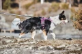RambleHarness_purple_1316-1320-01_Lifestyle.webp