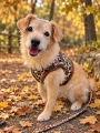 Ocieplane szelki dla psa kamizelka Puppia Wild Brown panterka