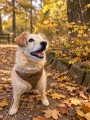 Ciepłe szelki dla psa Puppia Winterstride Harness Beige złoto-beżowe