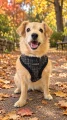 Ocieplane szelki dla psa Puppia Oscar Black czarne