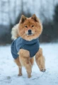 Polar dla psa z podszewką odbijającą ciepło Hurtta Warming Midlayer Eco Blackberry eurasier