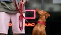 smycz-multifunkcyjna-biothane-zgaszony-czerwony-vizsla-neon-bura.jpg