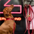 etui-na-worki-na-kupy-czerwone-przy-smyczy-vizsla-neon-zlote-okucia-bura.webp