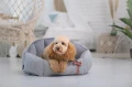 Legowisko dla psa i kota Finessa z różową kokardką Oh Charlie