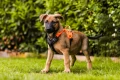 RambleHarness_BlackOrange_1826-1830_06_Lifestyle_28129.webp