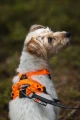 RambleHarness_Black-Orange_1826-1830_10_Lifestyle.webp