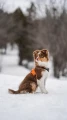 RambleHarness_Black-Orange_1826-1830_01_Lifestyle_28129.webp