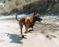 ramble_harness_setting_3.jpg