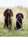 non-stop-dogwear-laisse-chien-Line-5_2048x.jpg