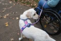 TrailQuestLeashRachelPohl_Purple-Pink_1662_03_Lifestyle__281_29.webp