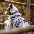 non-stop-trail-quest-collar-rp-purple-pink-az-38.webp