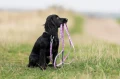 Non_stop_dogwear_RachelPohl_trailquest_collar_pink2.webp