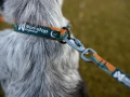 2756-5_non-stop-dogwear-trail-quest-collar-rachel-pohl.webp