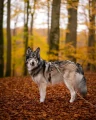 9.webp