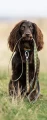 non-stop-dogwear-laisse-chien-Line-5_2048x.jpg