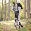 Jumppa-Elderberry2.webp