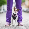 Jumppa_Elderberry2.webp