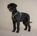 Hurtta Rover Harness Forest - bezuciskowe szelki guard dla psa