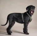 Hurtta Rover Harness Forest - bezuciskowe szelki guard dla psa, sznaucer