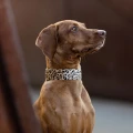 vizsla-w-szerokiej-obrozy-biothane-panterka-duzy-pies--Bura.webp