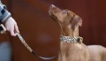 smycz-biothane-psianterka-vizla-spacer-lifestyle-bura.jpg