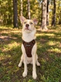 Szelki bezuciskowe dla średniego psa PRO-FIT™ Leo Dog's Profit