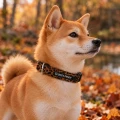 Miękka obroża regulowana dla małego psa Leo Dog's Profit