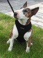 puppia-soft-dog-harness-black.jpg