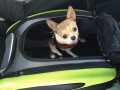 Lila w transporterze 4w1.jpg