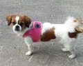 puppia-dog-harness-soft-vest-pink.jpg